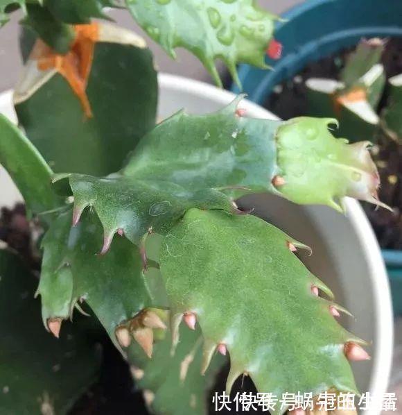 花苞|养花技巧:蟹爪兰一片叶子,蹿出10个花苞,给它喂啥好东西了