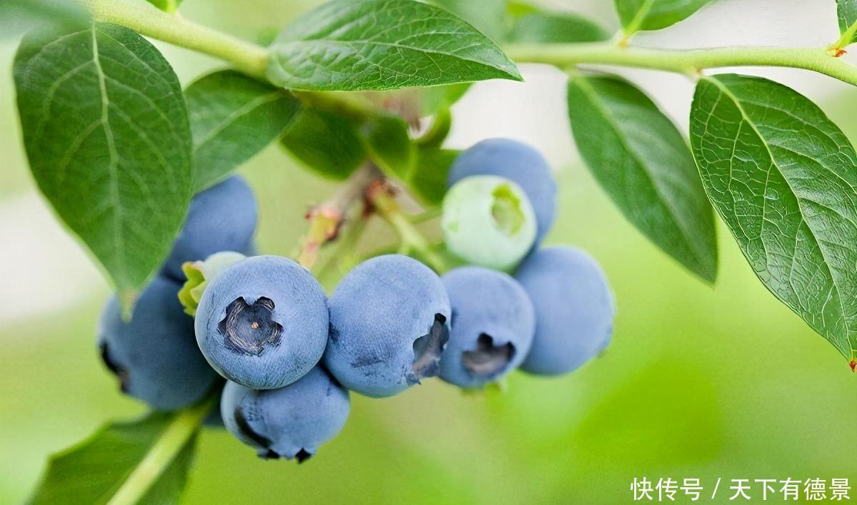 蓝莓结果的关键点是什么?其实方法很简单,掌握几点就可以