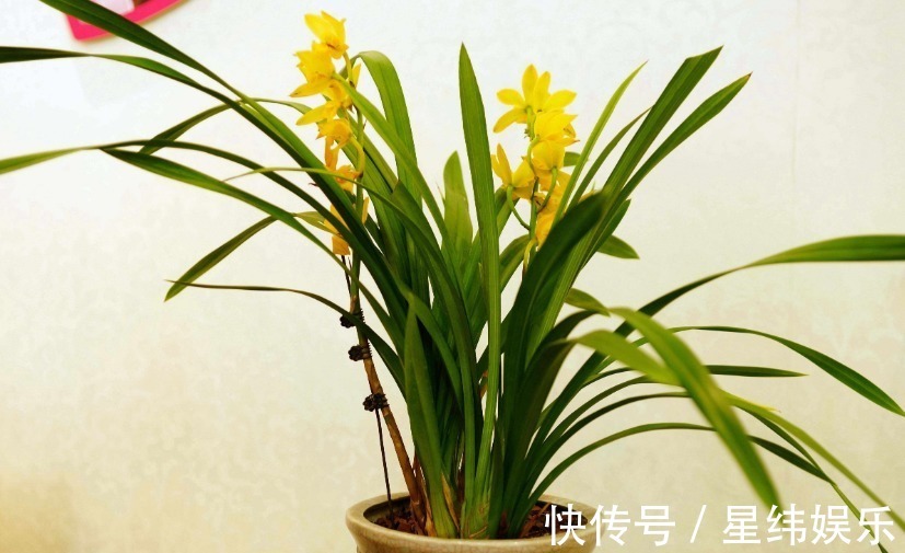 王者香|好看的兰花这样栽种后,不但可以常常开花,还能芳香满屋