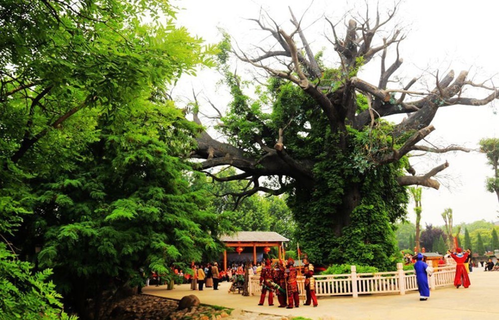 地方|我们祖先可能都来自一个地方:一棵大槐树下,812个姓氏大迁徙