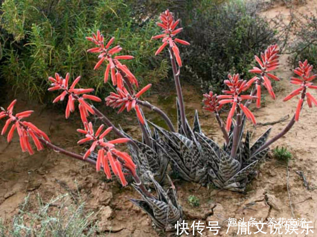 这种芦荟容易开花,叶子有蛇皮般的纹理,耐旱耐阴,为啥还能养死