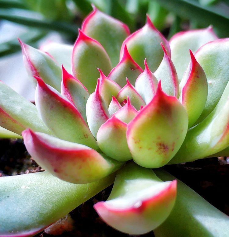 成长|与多肉一起走过的日子,见证多肉的成长过程!