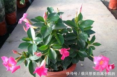 叶片|“干养根,湿养叶”啥意思1个“通用”浇水法,什么花都能养好