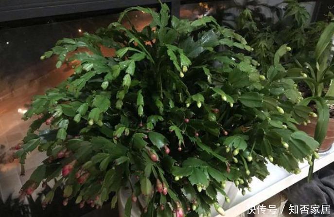 蟹爪兰2次开花数量少?花后5步不能少,做好轻松开爆盆!