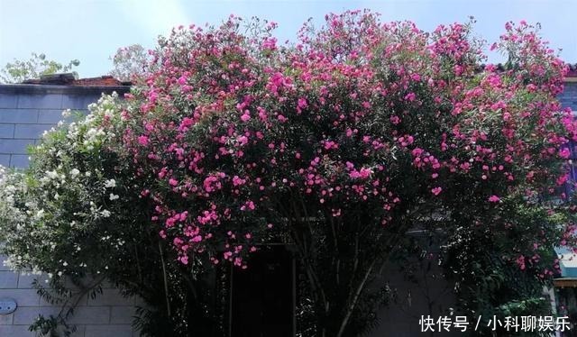 盛开|夹竹桃盛开的这扇门后,曾有过辛亥元勋的足迹