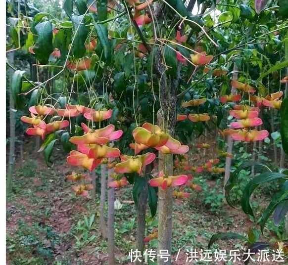 金元宝|传说中的“摇钱树”原来长这样,花型好奇特,我都想养1棵在家里