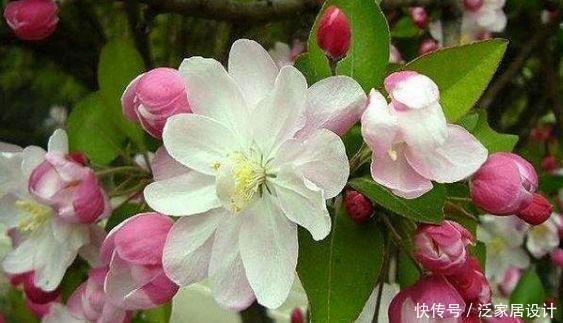 家养4种花,好养又漂亮,开满整个花盆,超美的