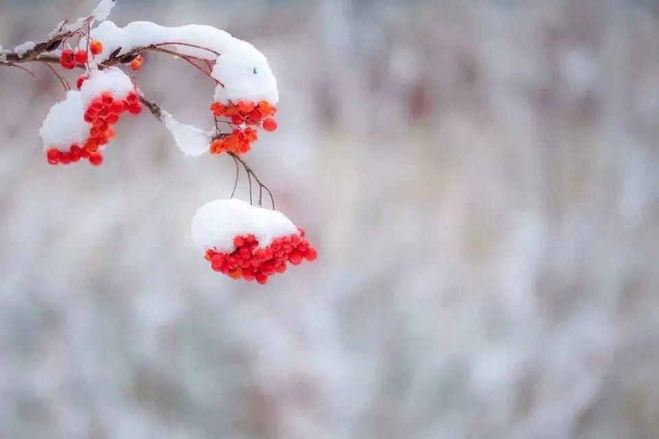 初心|小雪：岁月从容，初心若雪