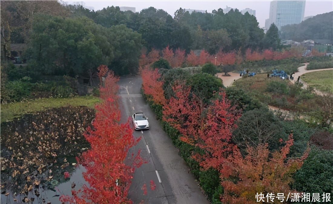 秋色|长沙秋色来袭，看岳麓山下的满树金黄，看农大里的水杉林倒影成画