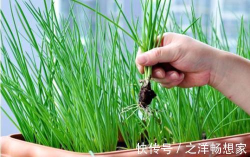 阳台小葱，又细又黄教你一招，根根粗壮，一抓一把吃不完！