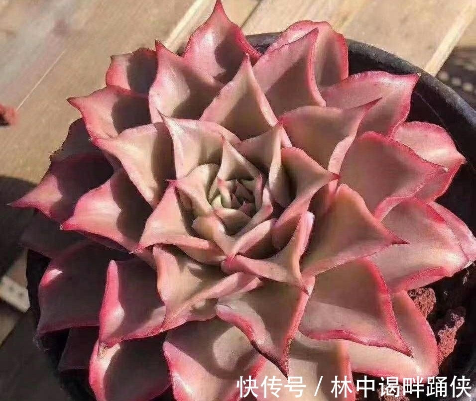 怎么养出“透红”的肉肉?多肉变红,只需2个条件,很简单