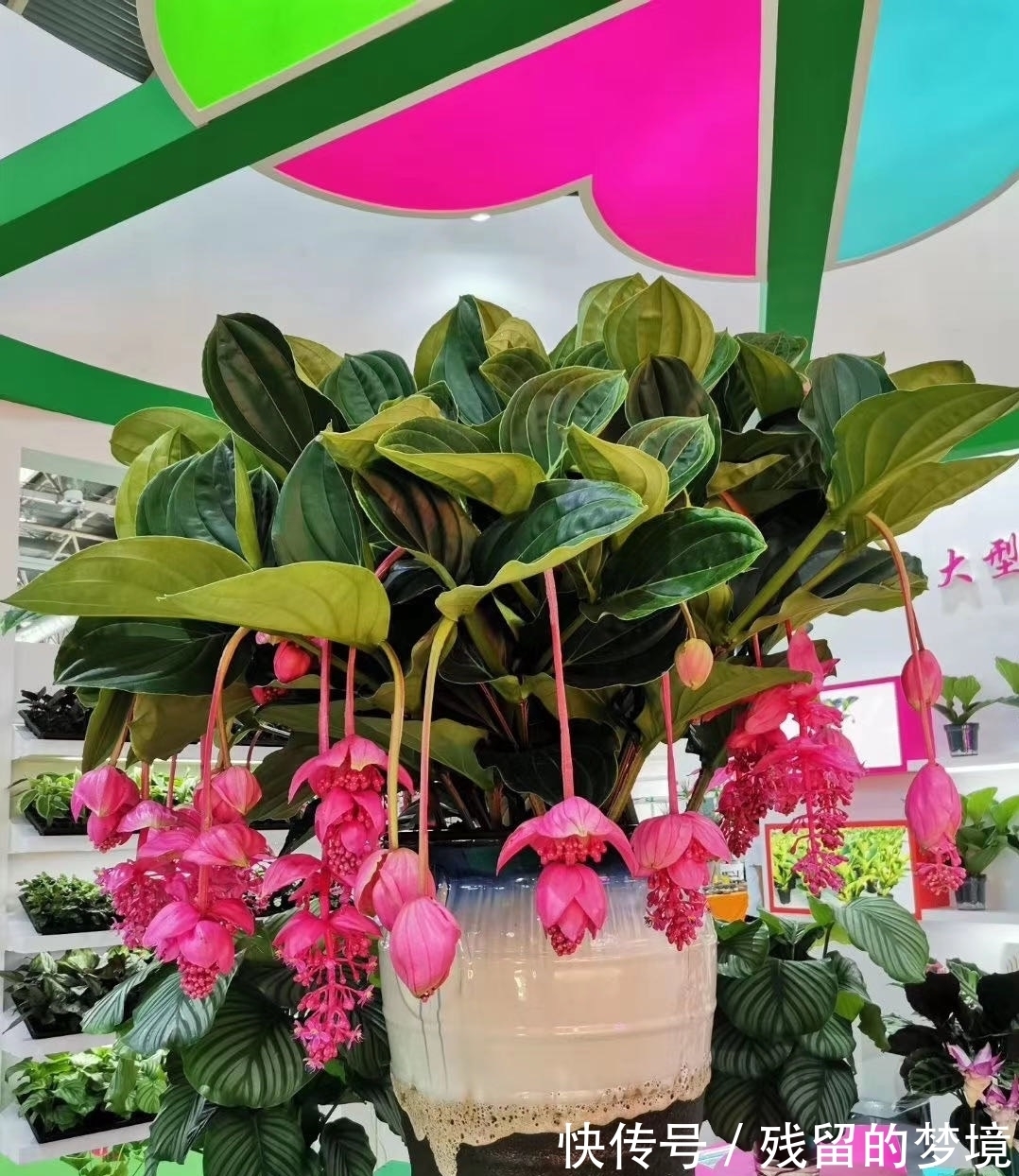 5种“富贵花”,谨记“穷养它”,大盆换小盆,才能开满富贵花