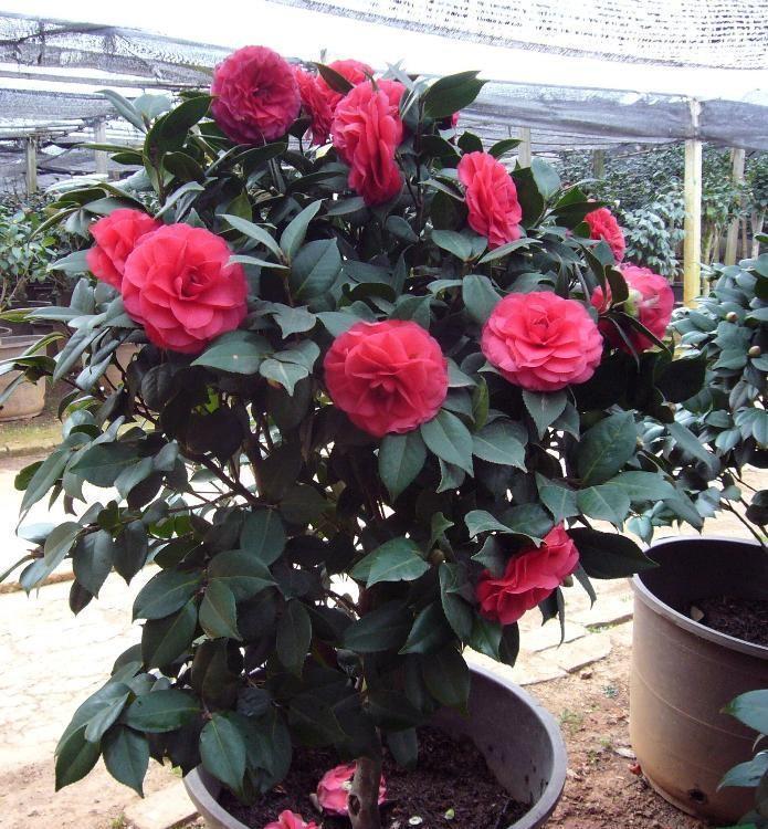 茶花|夏天养茶花,3件“要紧事”,花芽才接着长,憋出“一树”花骨朵