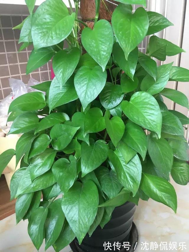 黄豆肥有“臭味”，试着加1种“小东西”，养花好用，肥效充足！