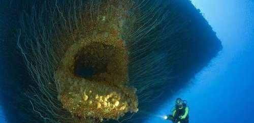 深海中有可能存在超巨型生物吗 网友 相信我 有也不会公布出来 快资讯