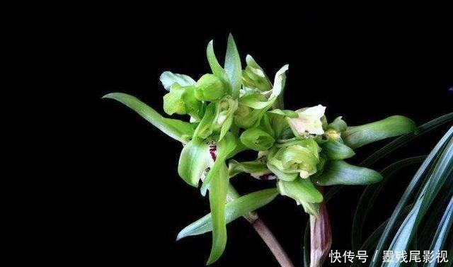 飘香|香味最浓的3种兰花，好养又好看，家里养一盆，满屋都飘香！