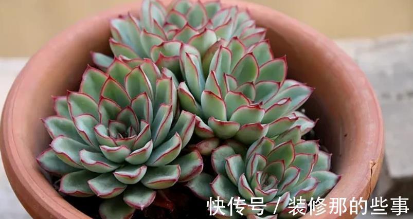 浇水|多肉花月夜叶片皱皱的要小心，可能是这些地方出问题在警示