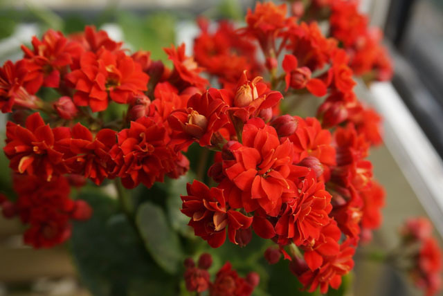 怎么让长寿花长得更好需掌握这几个技巧,才能让它开花爆盆!