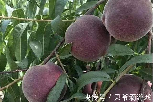 四川发现一个大叔种的果树!果肉鲜甜多汁,富含花青素