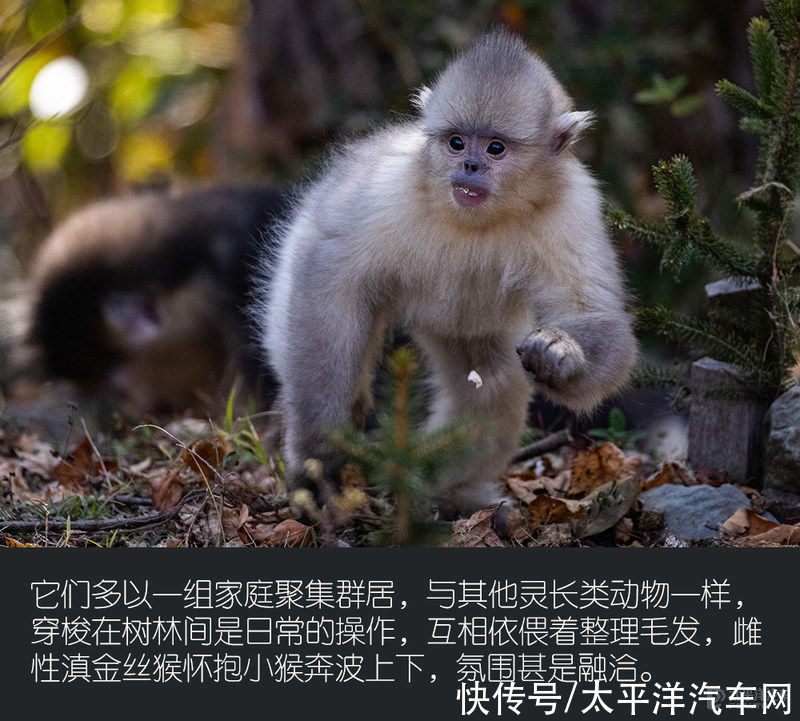 保护动物|寻访滇金丝猴足迹 五十铃滇藏科考之旅（上）