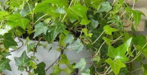 4种花深受花友喜欢,开花爆盆很简单,厨房养2盆,漂亮又净化空气