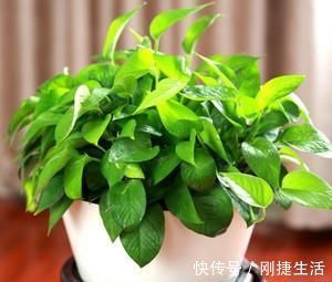 厨房油烟大？这6种绿植吸油烟，长得旺，环境清新又健康！
