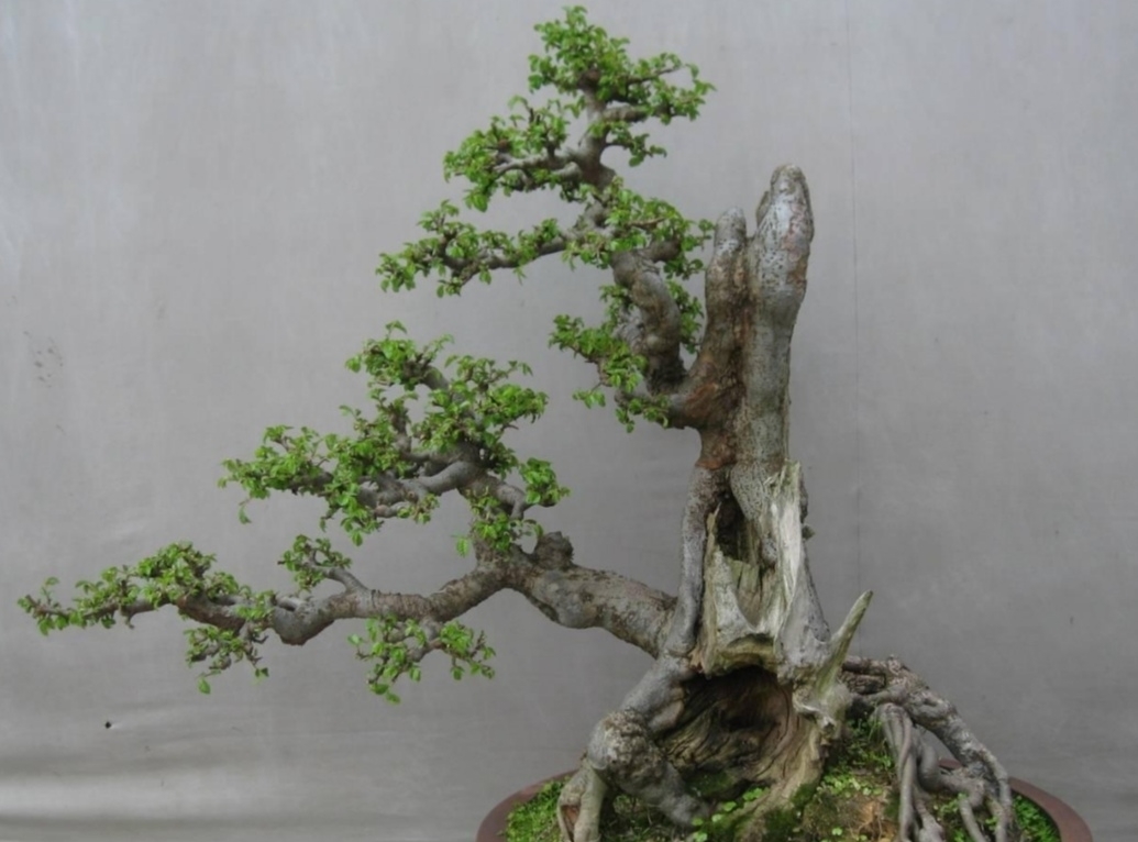 养盆景,常用“5种树”,造型美观,漂亮大方