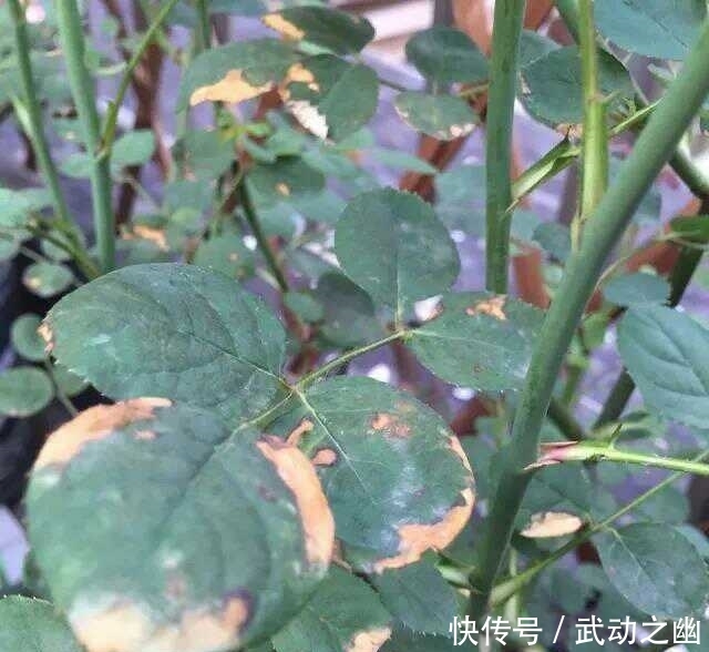 缺水|随着气温升高,月季花的叶子泛黄了,怎么办呢?教你小妙招。