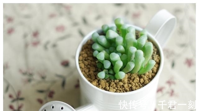 好看又好养的三种多肉,特别适合既懒又傻的小白花友