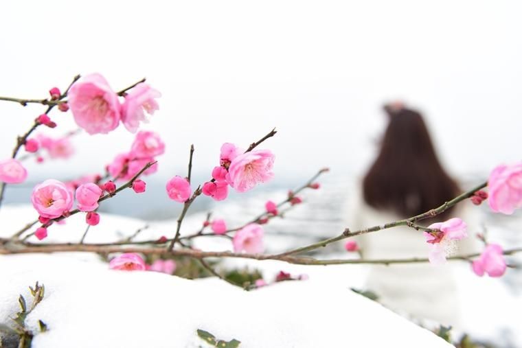 侗乡茶园雪景美