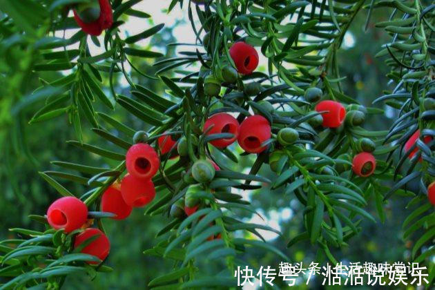 浇水|红豆杉这么养才能长得快,红红的果实挂满枝头!