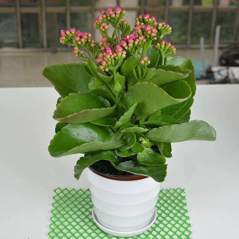 花色|长寿花开败后，找对“位置”猛剪一刀，第二次开花更旺盛！