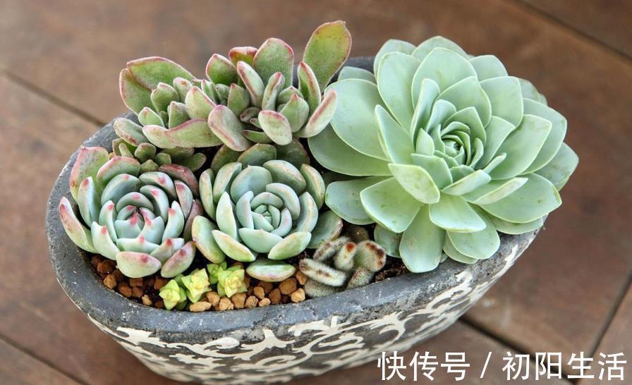 诀窍|养多肉,若想茎叶肥美,速成老桩,该掌握哪些诀窍?