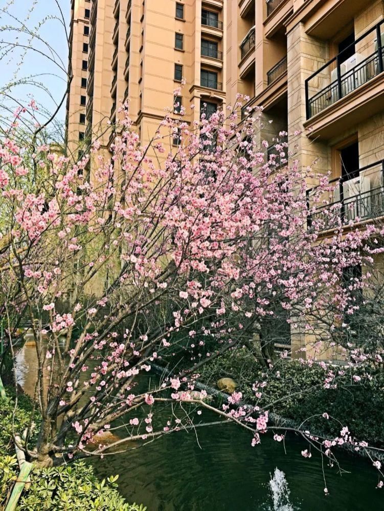 草长莺飞，风铃花开，星河湾里春光早