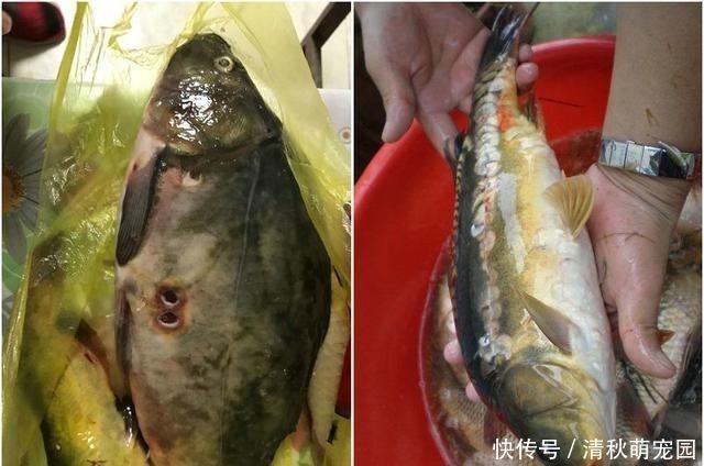 钓鱼|僵尸鱼？湘江钓起怪鲤鱼，鳞片掉光、肚子上两大“牙印”