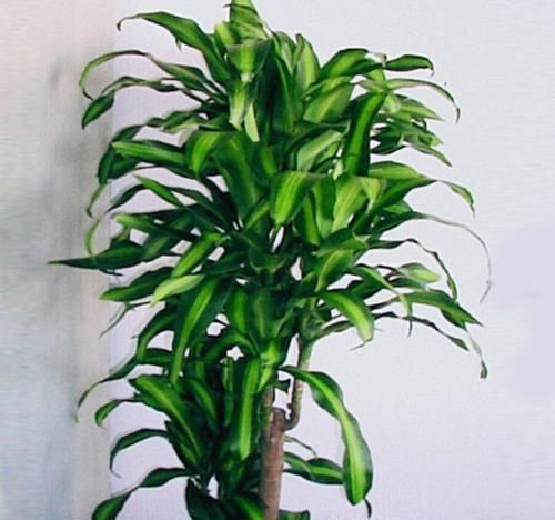 肥料|家里养这几款植物,娇小不占地,财源滚滚来,懂花的人都在养