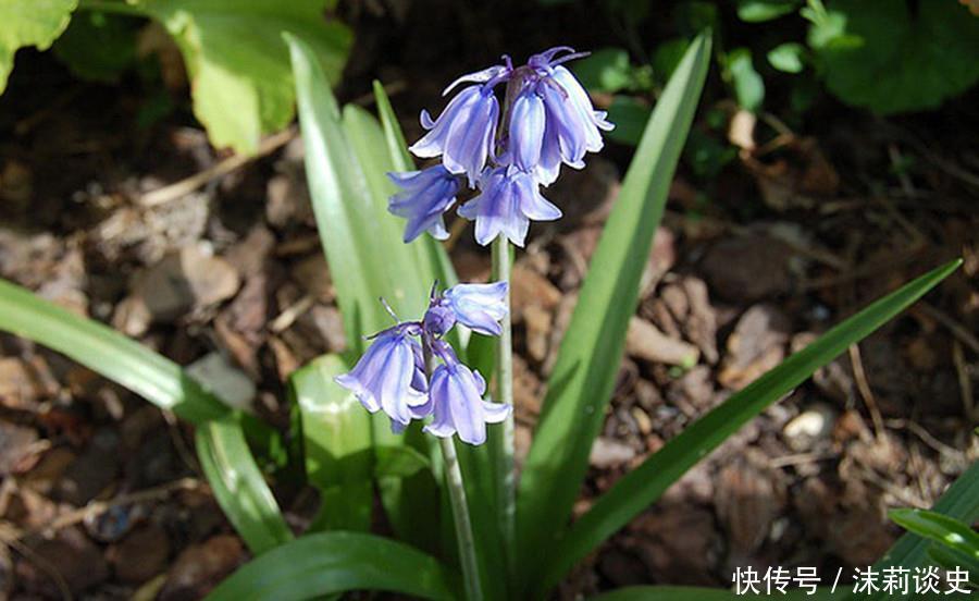 4种耐阴花,没有阳光也能生长健壮,开花多多,非常好养