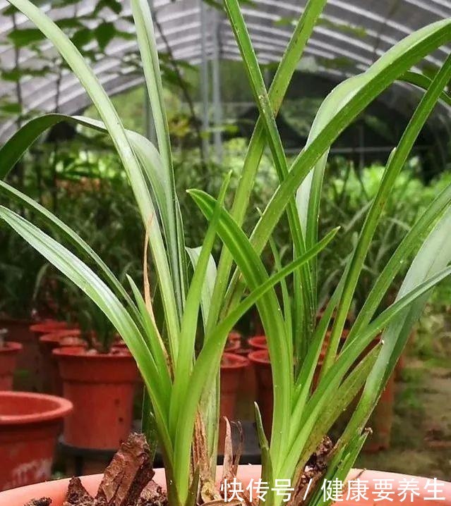 兰花新芽最怕什么兰友就是这四害!