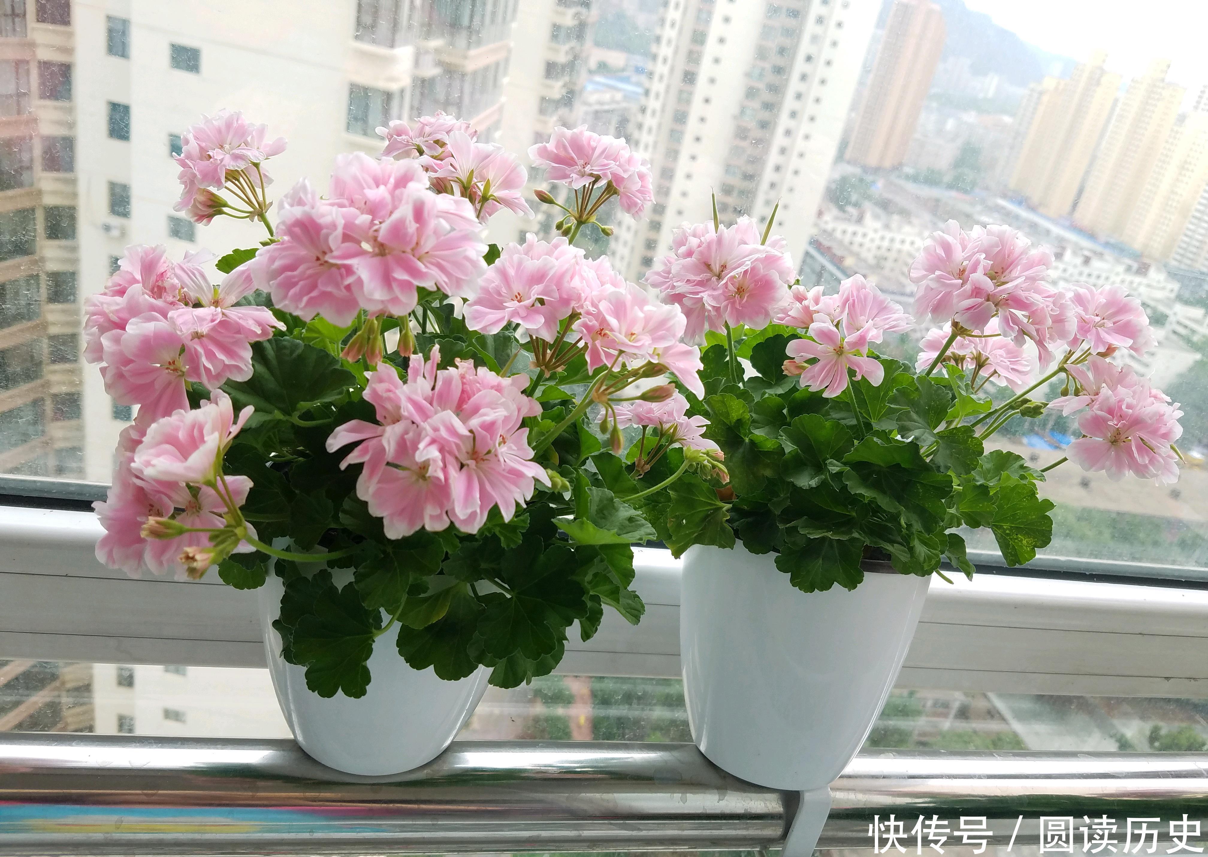 封闭阳台养啥花?天竺葵—“童话故事”,你值得拥有