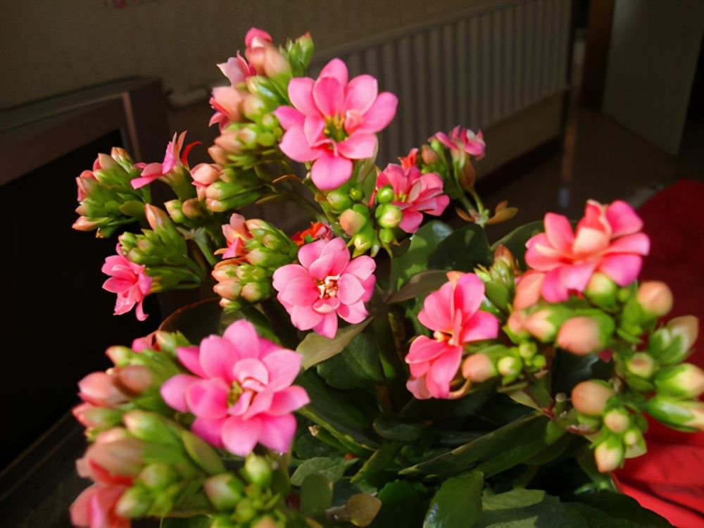 肯尼亚山|想养长寿花？快来挑品种，挑得好胜过养得好