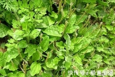 化痰止咳|咳嗽久咳不愈？用此草泡水喝，坚持5天，化痰止咳，喉咙不疼了