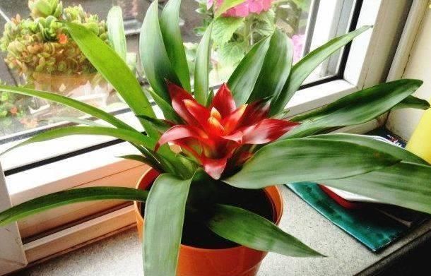 黄豆水养花太臭了试试把“它”埋土里，效果比黄豆水强多了