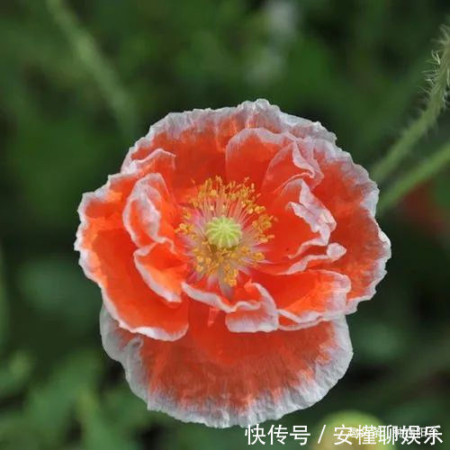 硫化氢|“舞草”虞美人,当微风拂过阳台,它如同飞舞的彩蝶栩栩如生!