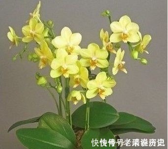 降温|养君子兰老花匠才不要淘米水,只滴这个,花剑爆盆蹭蹭长