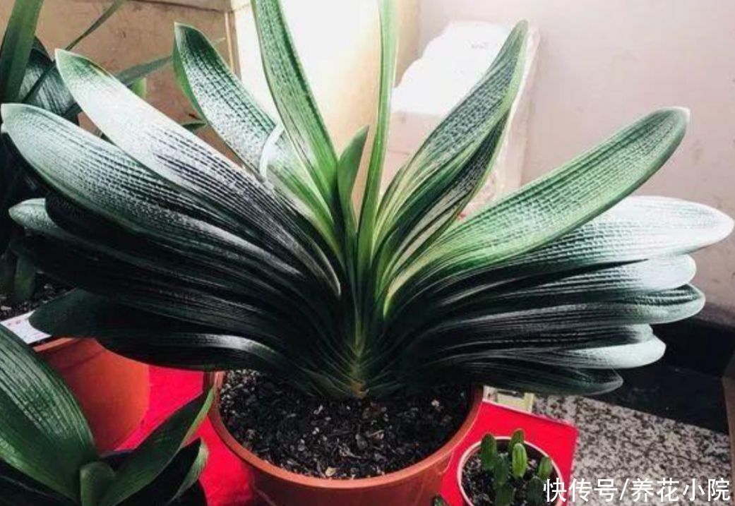 烂根|7、8月养君子兰，就怕做错4件事，容易造成烂根黄叶