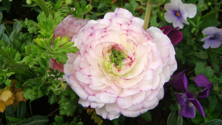 阳台种几盆香香花,清晨开窗香气溢满屋,芬芳香气好看又好养,美