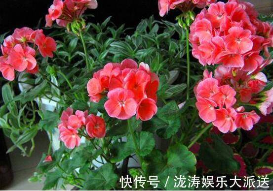 花朵|天竺葵掉花蕊找出3大“元凶”,花朵全开不掉蕊,花团锦簇