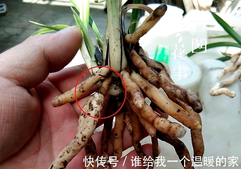 鳞茎|兰花发芽了，花友却又爱又恨，老师傅：这是海底芽