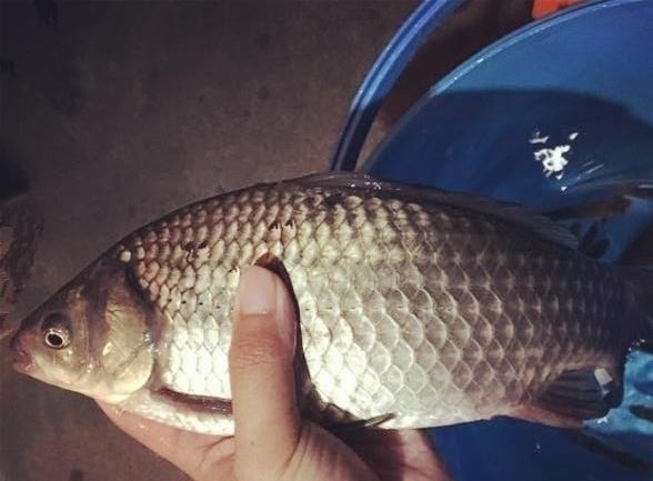 野钓最容易爆护的钓法，下钩几分钟就上鱼，没五年野钓经验玩不动