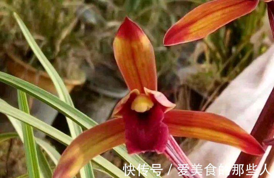 野生惠兰有哪些优点，怎样才能养好惠兰